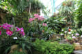 EYOF Display House orchids