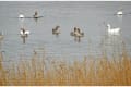 The National Trust for Jersey Wetland Centre