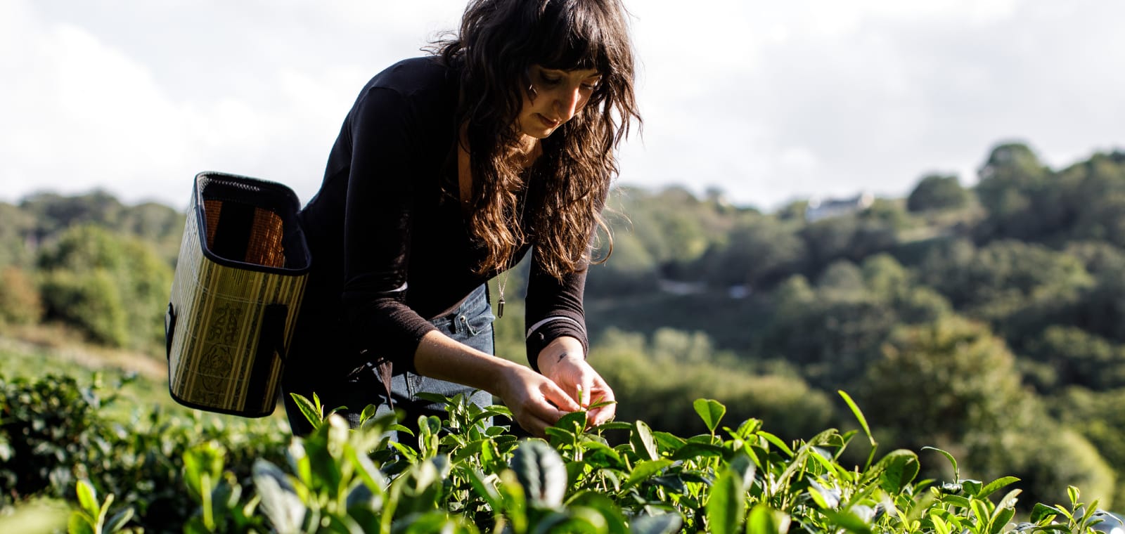 Alicia Gentili picking tea at Jersey Fine Tea