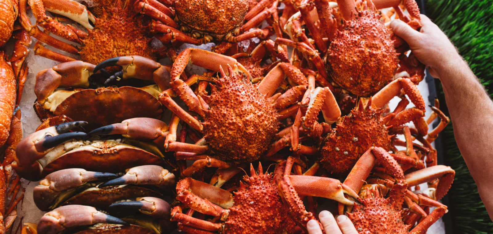 Crabs Direct
