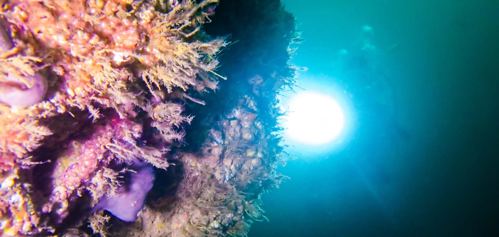 Diver shines a light on a reef wall