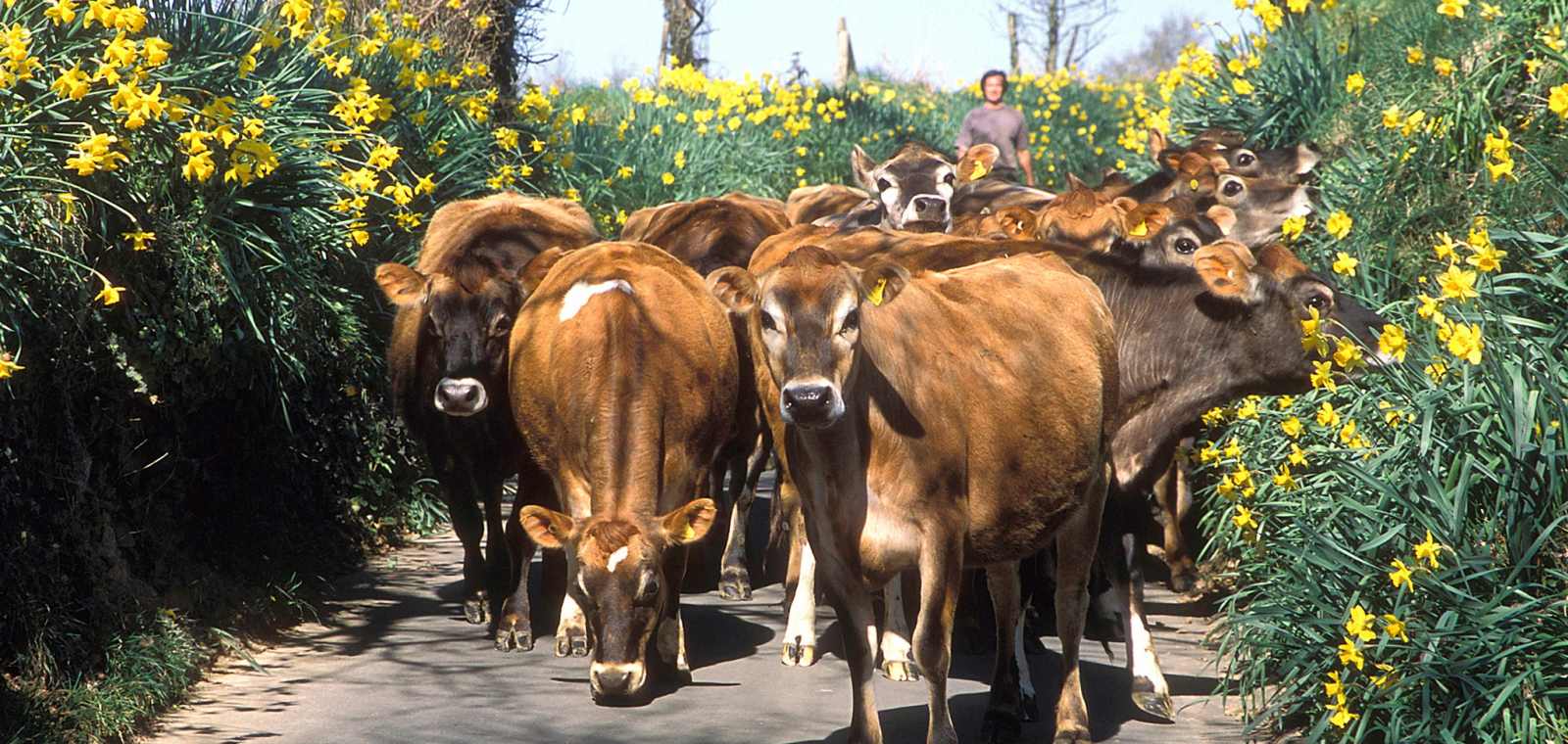 Woodlands Farm