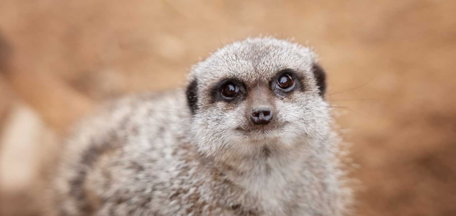 Behind the Scenes Animal Experiences
