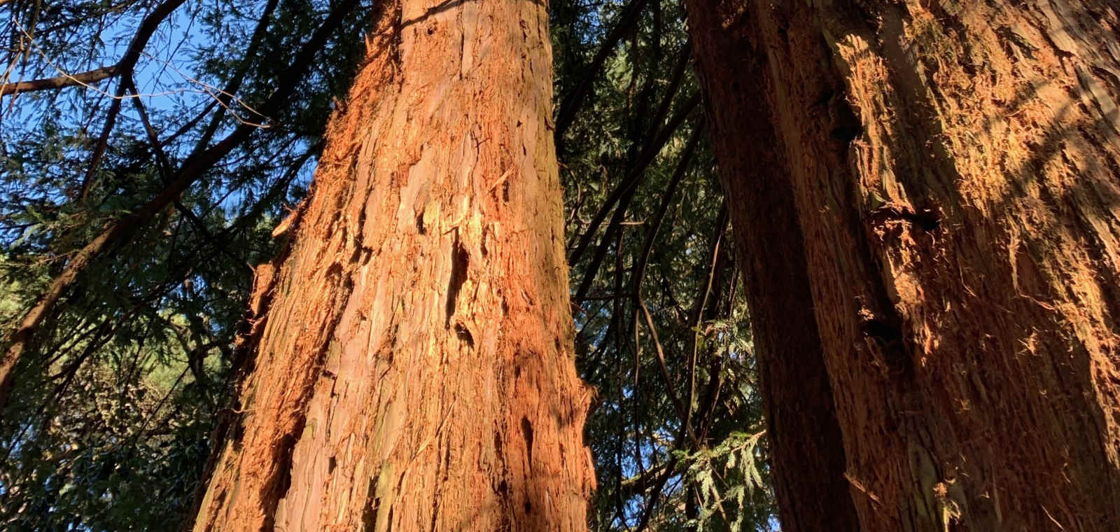 Foraging & Forest Bathing | Coast & Woodlands