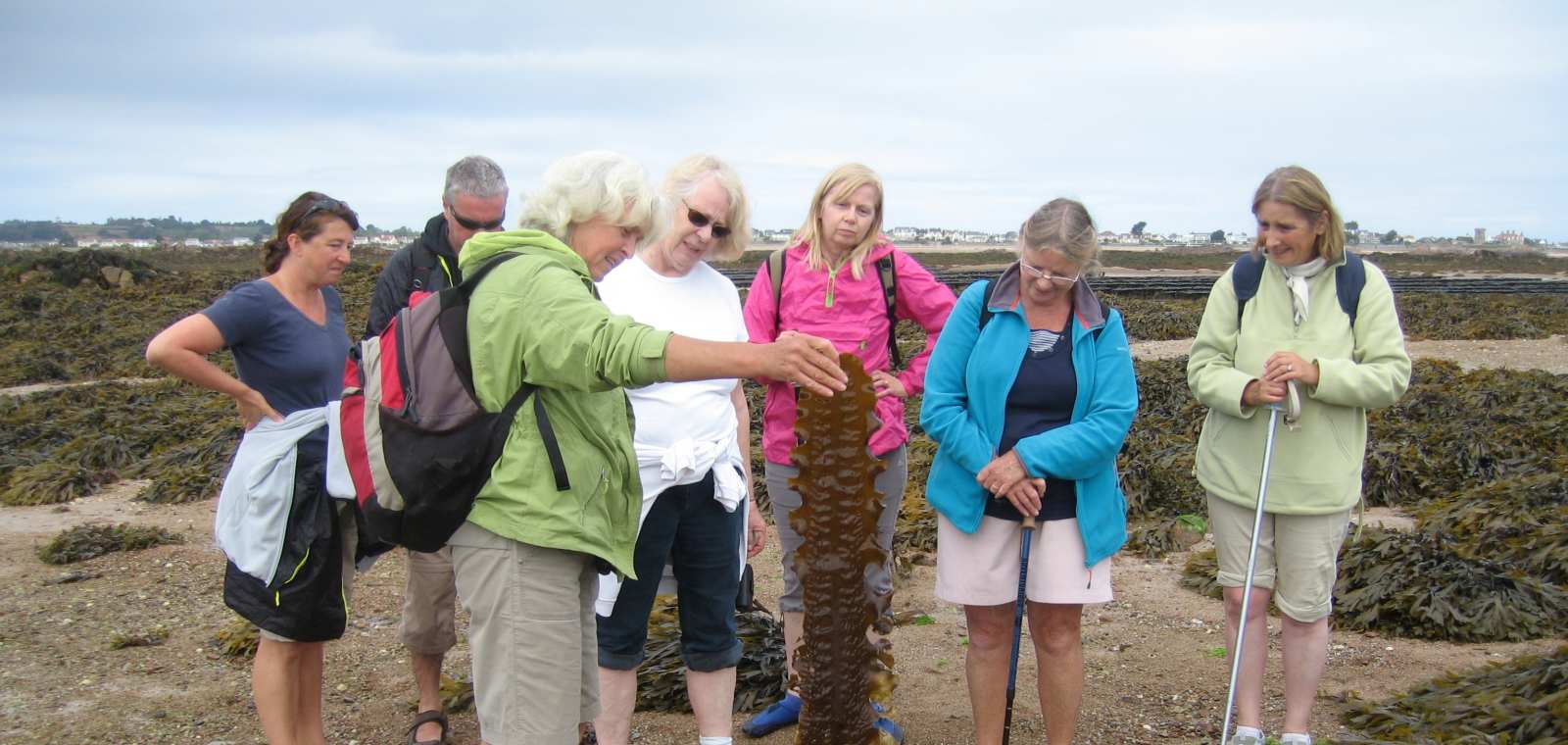 Seaweed Foraging: Wild Vegetables of The Ocean