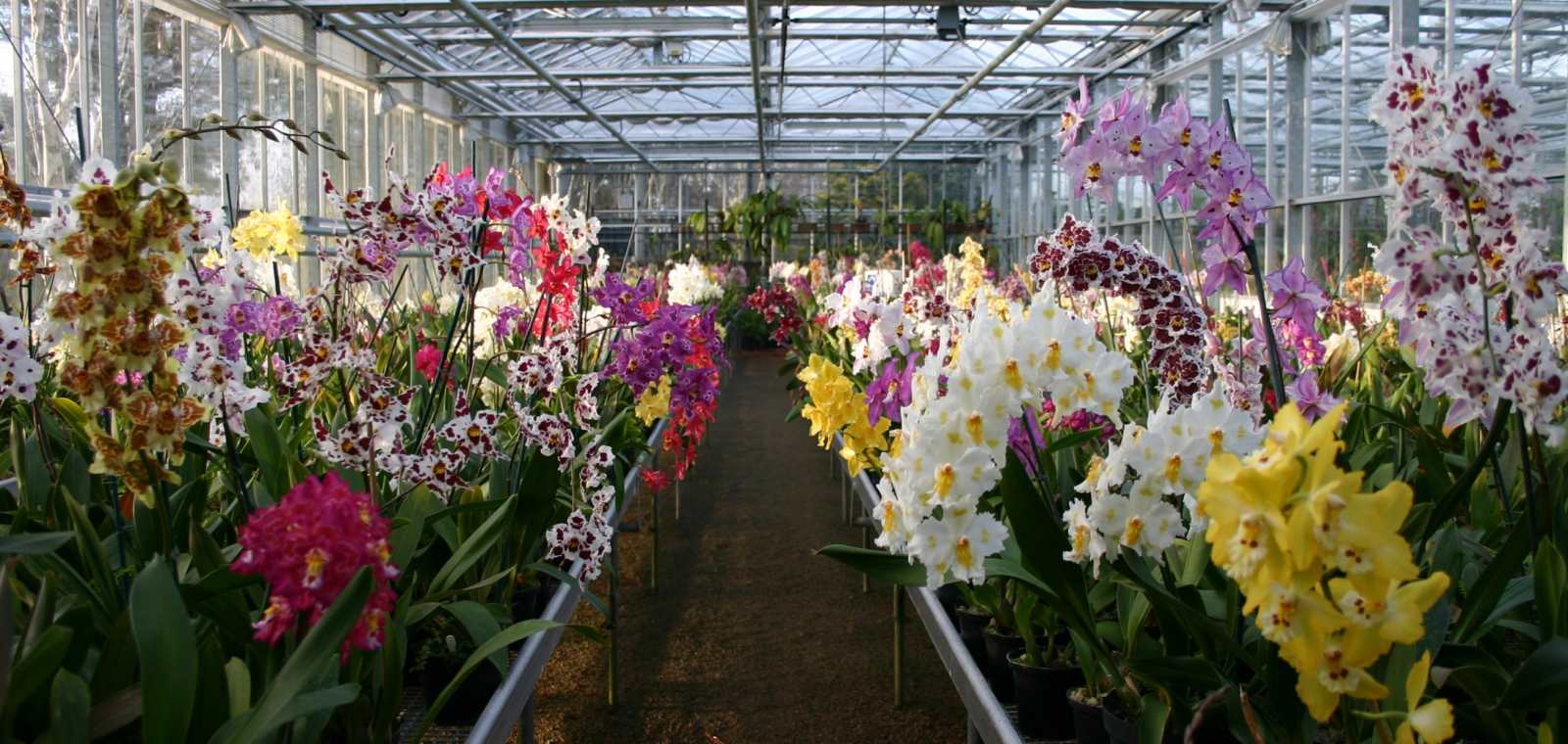 Eric Young Orchid Foundation