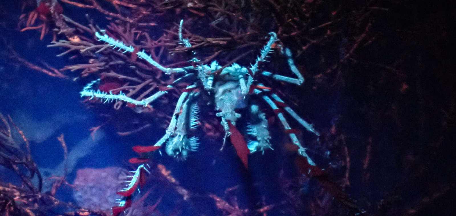 Mini Bioluminescence – Intertidal Walk