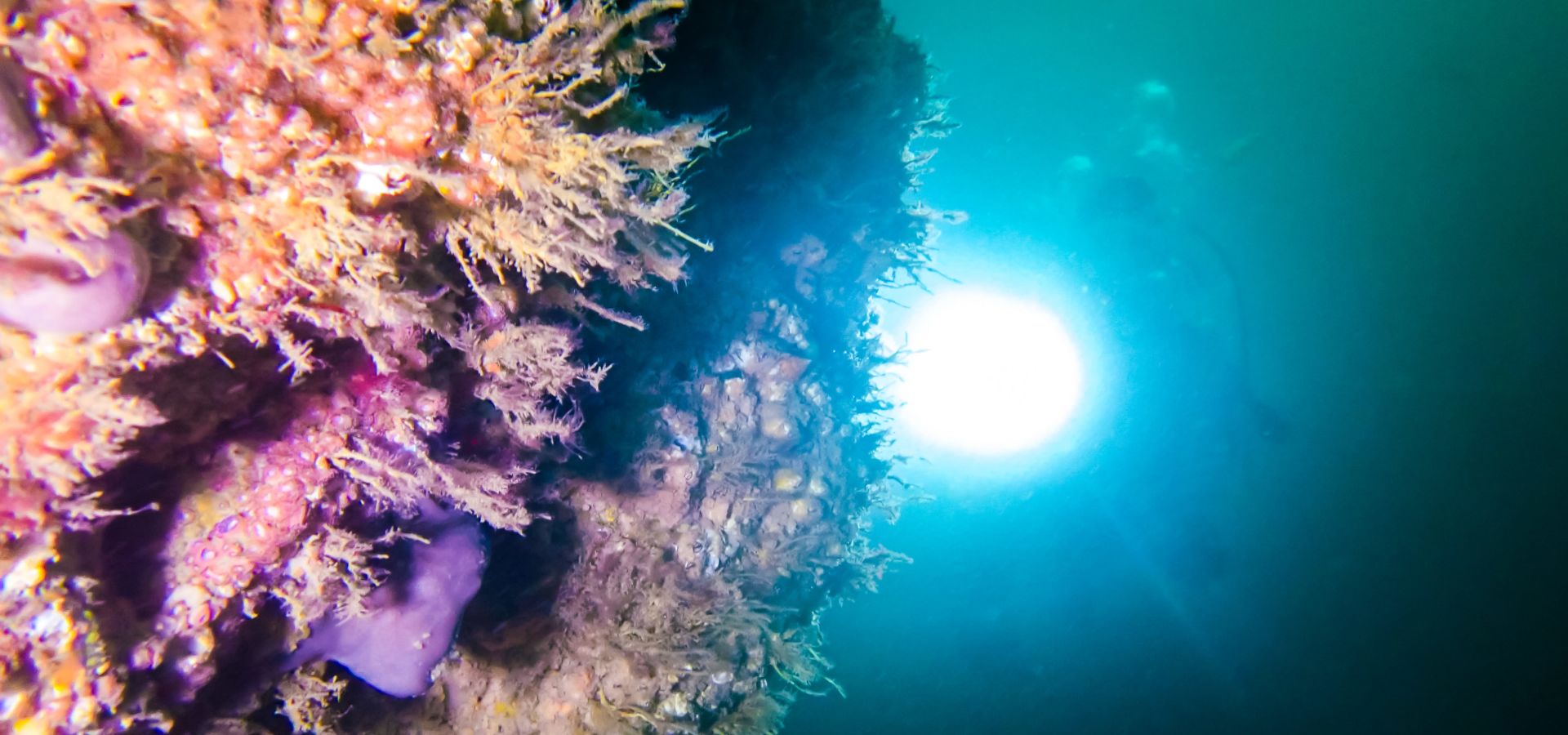 Diver shines a light on a reef wall