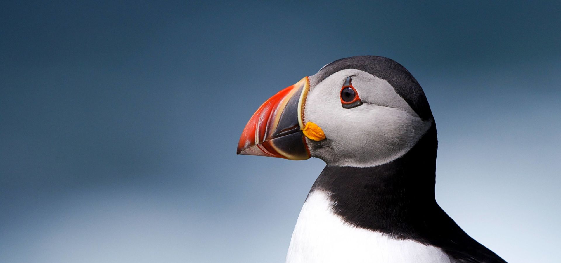 Puffin u00a9 Josh Phangurha