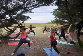 sunset yoga tree