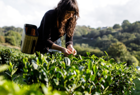 Alicia Gentili picking tea at Jersey Fine Tea