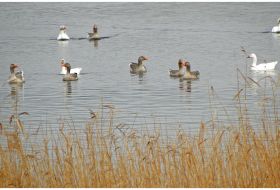 The National Trust for Jersey Wetland Centre