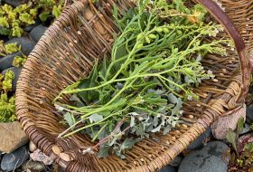 Wild Edgewalker - Healing Blue