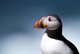 Puffin u00a9 Josh Phangurha