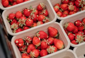 Freshly picked local strawberries in Jersey