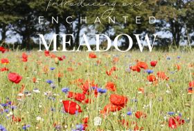meadow at la mare
