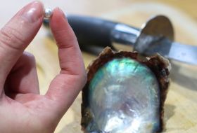 jersey pearl akoya pick a pearl