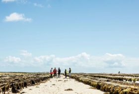 Oyster Trail guided walk