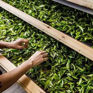 Tea leaves withering at Jersey Fine Tea