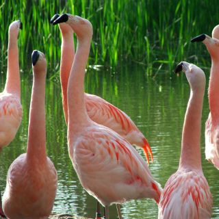 Chilean Flamingoes