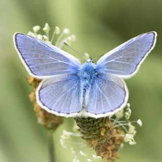 Sighting of a Common Blue butterfly