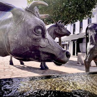 Jersey Cows in West Centre