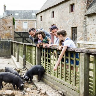 Family feed piglets at Hamptonne