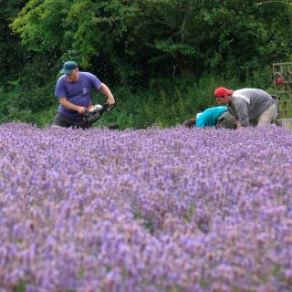 Lavender cropping