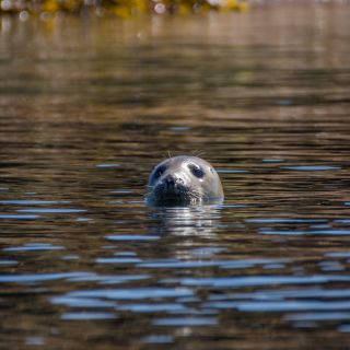 Seals head above the water