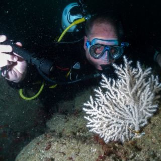 Diver looking at a seafan