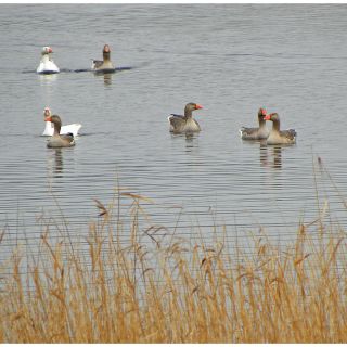 The National Trust for Jersey Wetland Centre