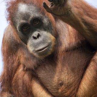 Dana the orang