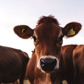 Jersey Cow