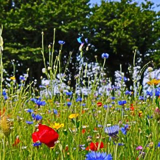 magical meadow at la mare wine estate
