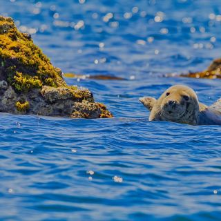 Seal Pup Ecrehous - Island RIB Voyages Ecrehous Wildlife RIB Boat Trip