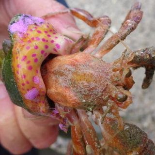Tentacles of a Snakelock sea anemone