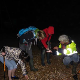 Searchig for bioluminescent worms P1110325