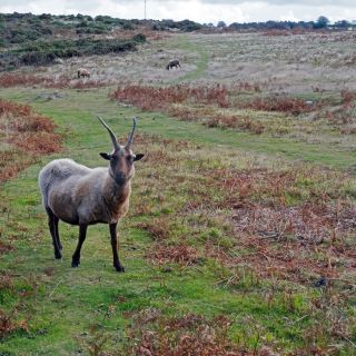 Channel Island Way - Jersey - Walkers