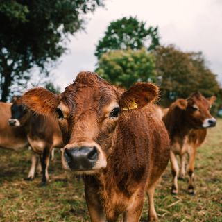 Jersey Cows