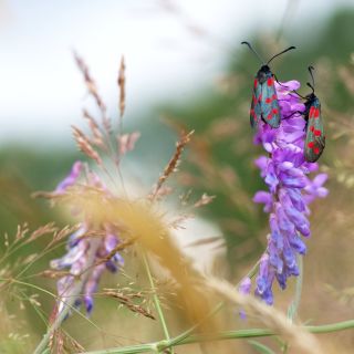 Burnet Moth u00a9 Josh Phangurha