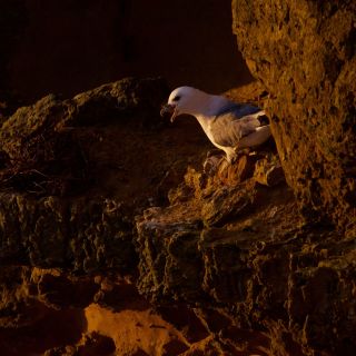 Fulmar u00a9 Josh Phangurha