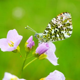 Orange-tip u00a9 Josh Phangurha
