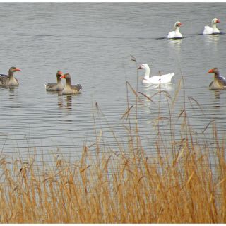 The National Trust for Jersey Wetland Centre