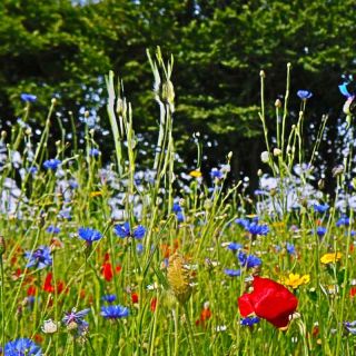magical meadow at la mare wine estate