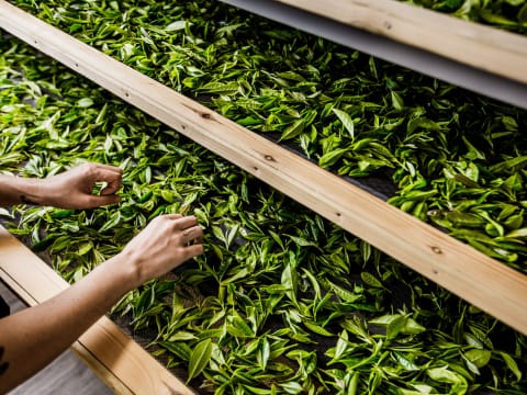 Tea leaves withering at Jersey Fine Tea