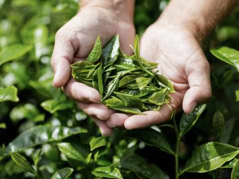 What a handful - tea at the cottages