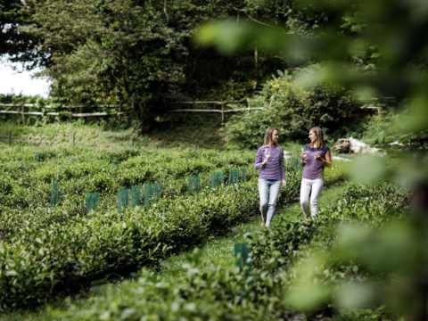 Plantation stroll
