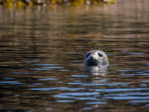 Seals head above the water