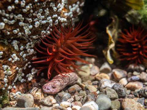 Beadlet anemones underwater on the Bouley Bay Snorkel Trail by Matt Jarvis
