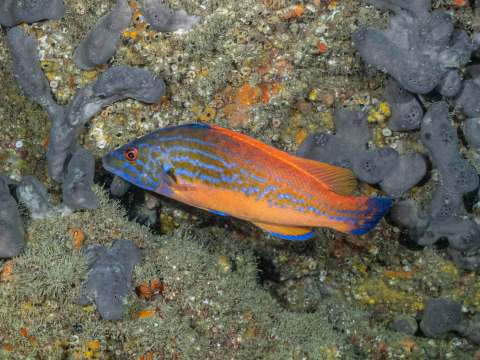 Male Cuckoo wrasse by Matt Jarvis